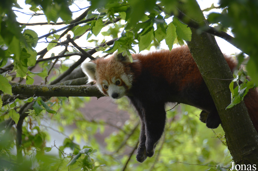 Ailurus fulgens fulgens
